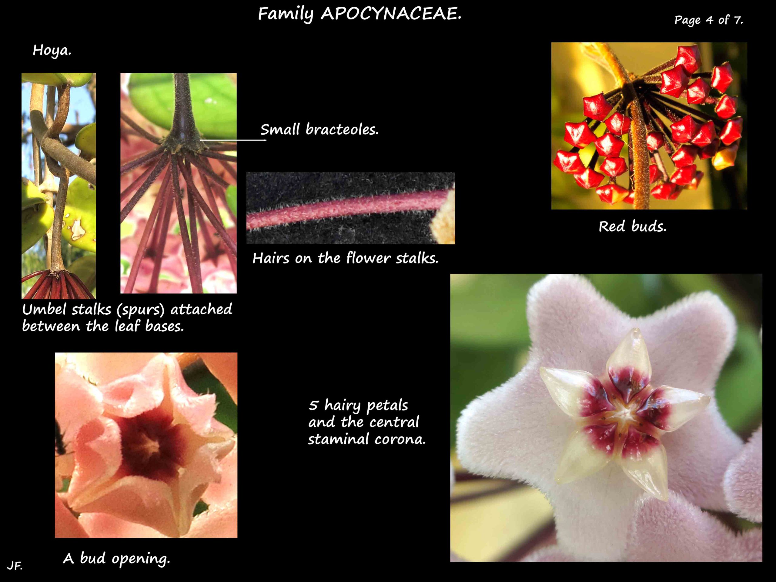 4 Hoya petals and corona